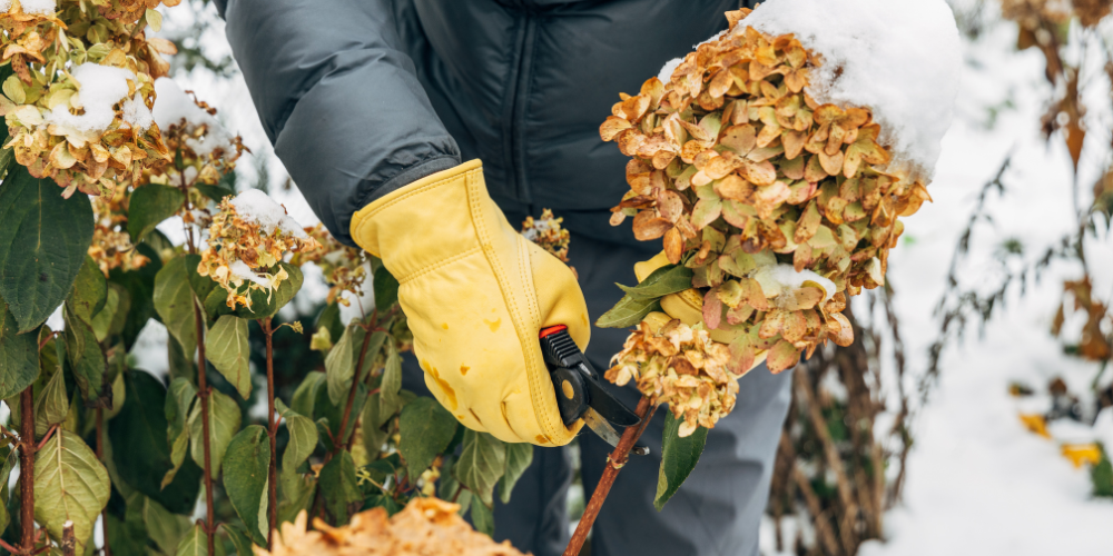 Primex-Garden-Center-Glenside-Pennsylvania-Best-Pruning-Techniques-for-Healthy-Plants_-Timing-Tips-for-Success-winter-pruning-