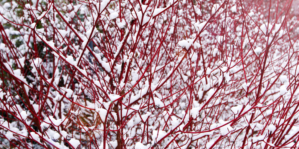 Primex-Garden-Center-Glenside-Pennsylvania-Four-Season-Garden-Design_-How-to-Keep-Your-Landscape-Thriving-in-Winter-dogwood
