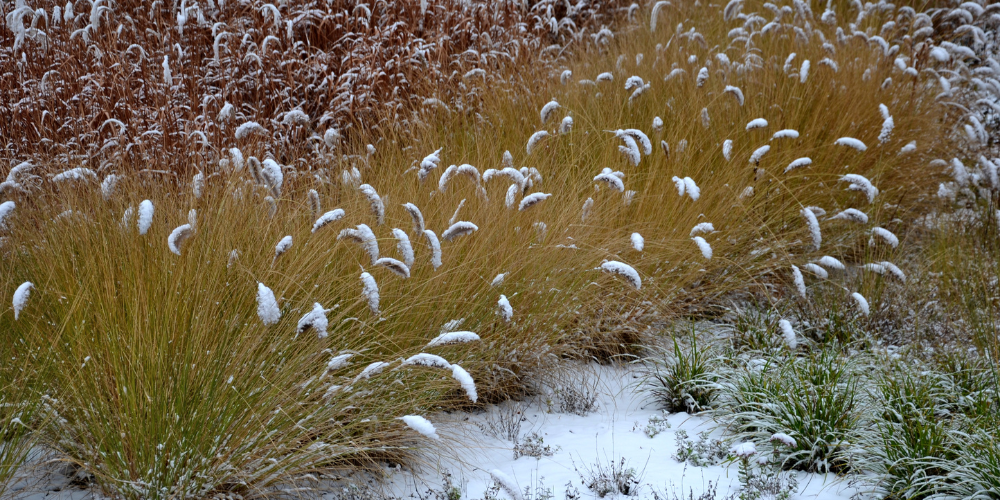 Primex-Garden-Center-Glenside-Pennsylvania-Four-Season-Garden-Design_-How-to-Keep-Your-Landscape-Thriving-in-Winter-fountain-grass