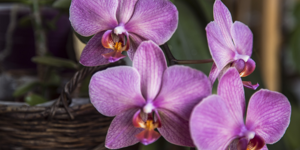  Primex-Garden-Center-Glenside-Pennsylvania-Keep-Your-Orchids-Blooming_-The-Best-Time-and-Way-to-Repot-Celebrate-Your-Orchid