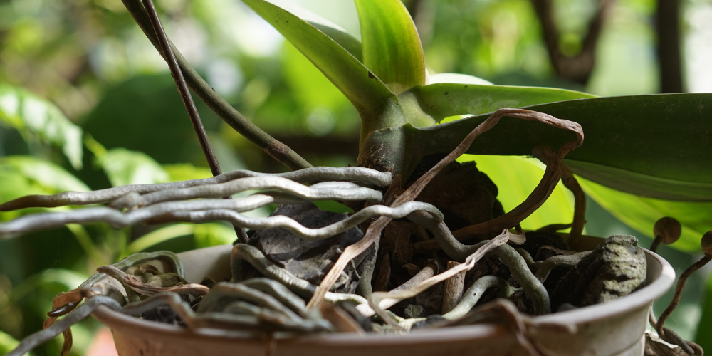  Primex Garden Center-Glenside-Pennsylvania-Keep Your Orchids Blooming_ The Best Time and Way to Repot-When to Repot