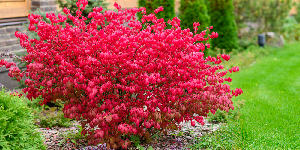 Primex-Garden-Center-Glenside-Pennsylvania-Sustainable-Landscaping-in-Glenside_-Smart-Planting-Strategies-for-Success