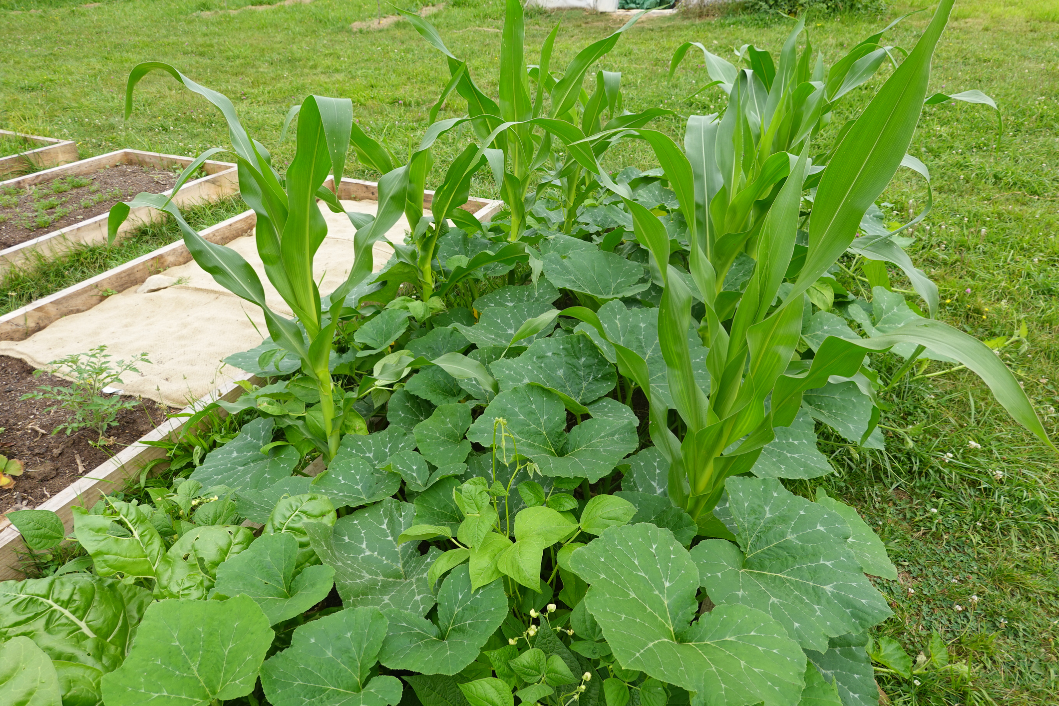 Primex Garden Center-Glenside-Pennsylvania-garden-of-corn-beans-and-squash