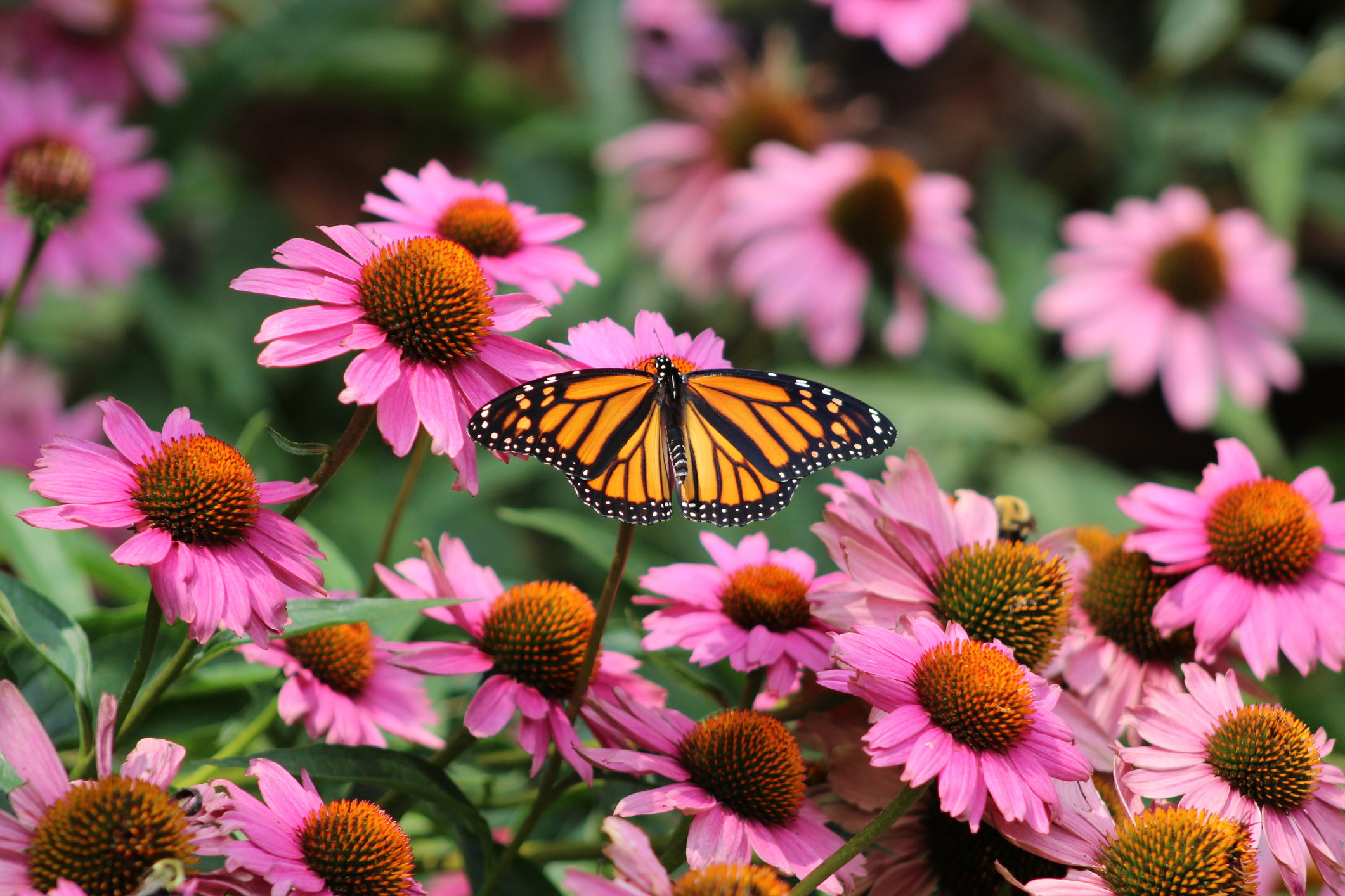 Primex Garden Center-Glenside-Pennsylvania-monarch-butterfly-in-a-field-of-purple-coneflowers