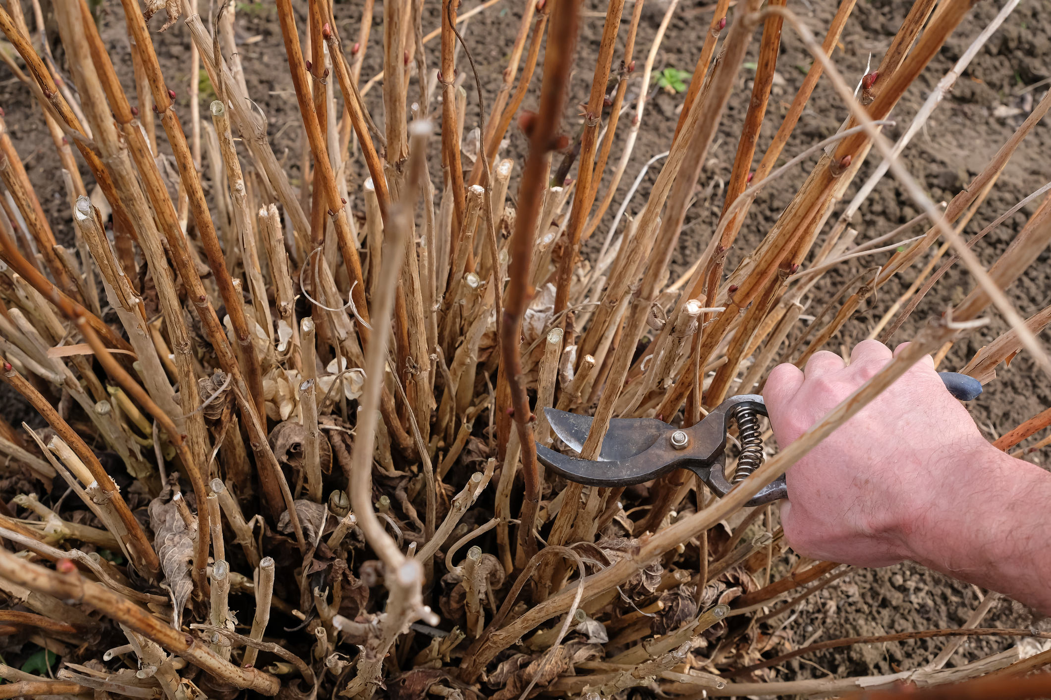 Primex-Garden-Center-Glenside-Pennsylvania-pruning-hydrangea-shrub