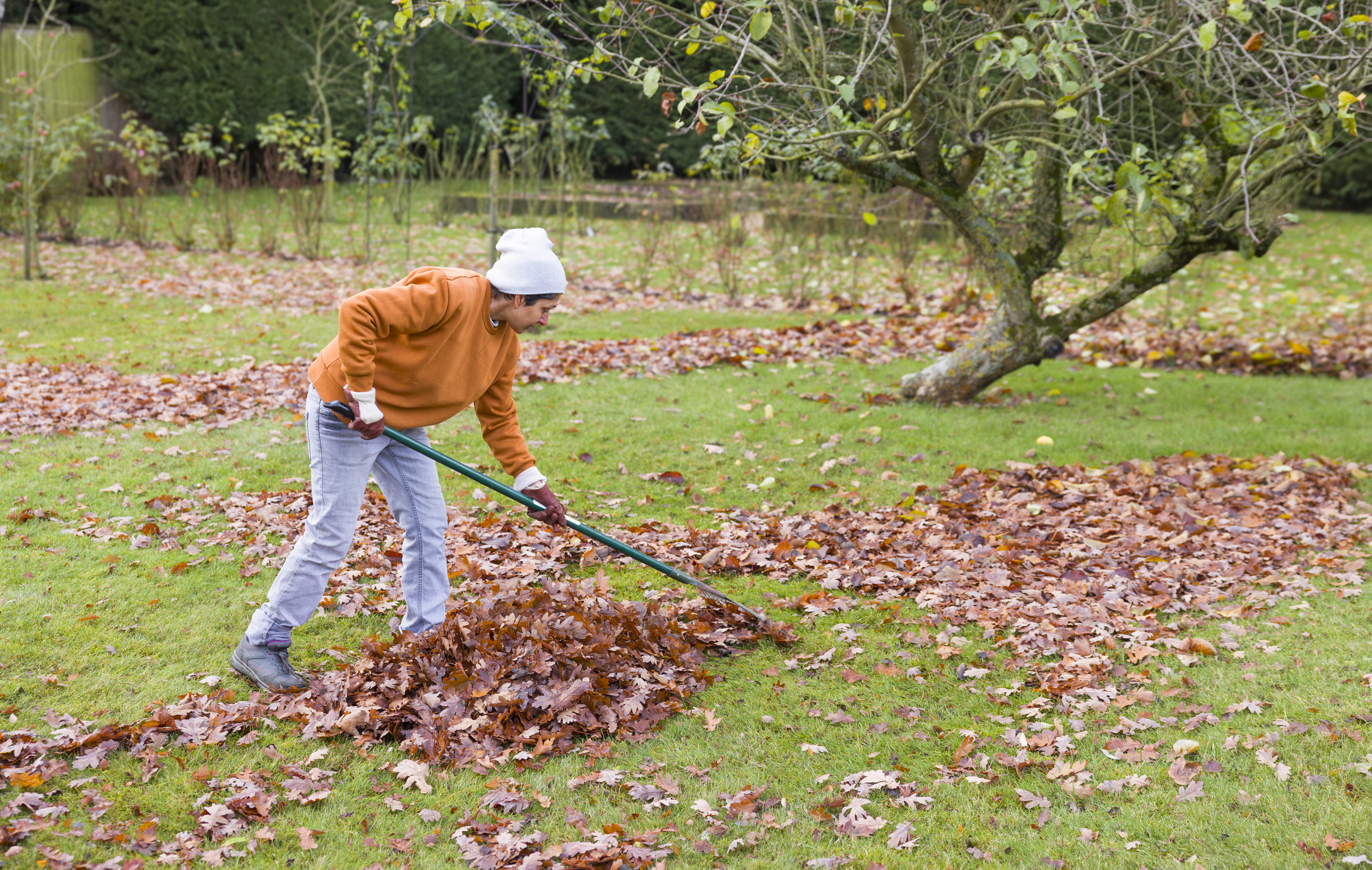 Primex-Garden-Center-Glenside-Pennsylvania-woman-raking-leaves