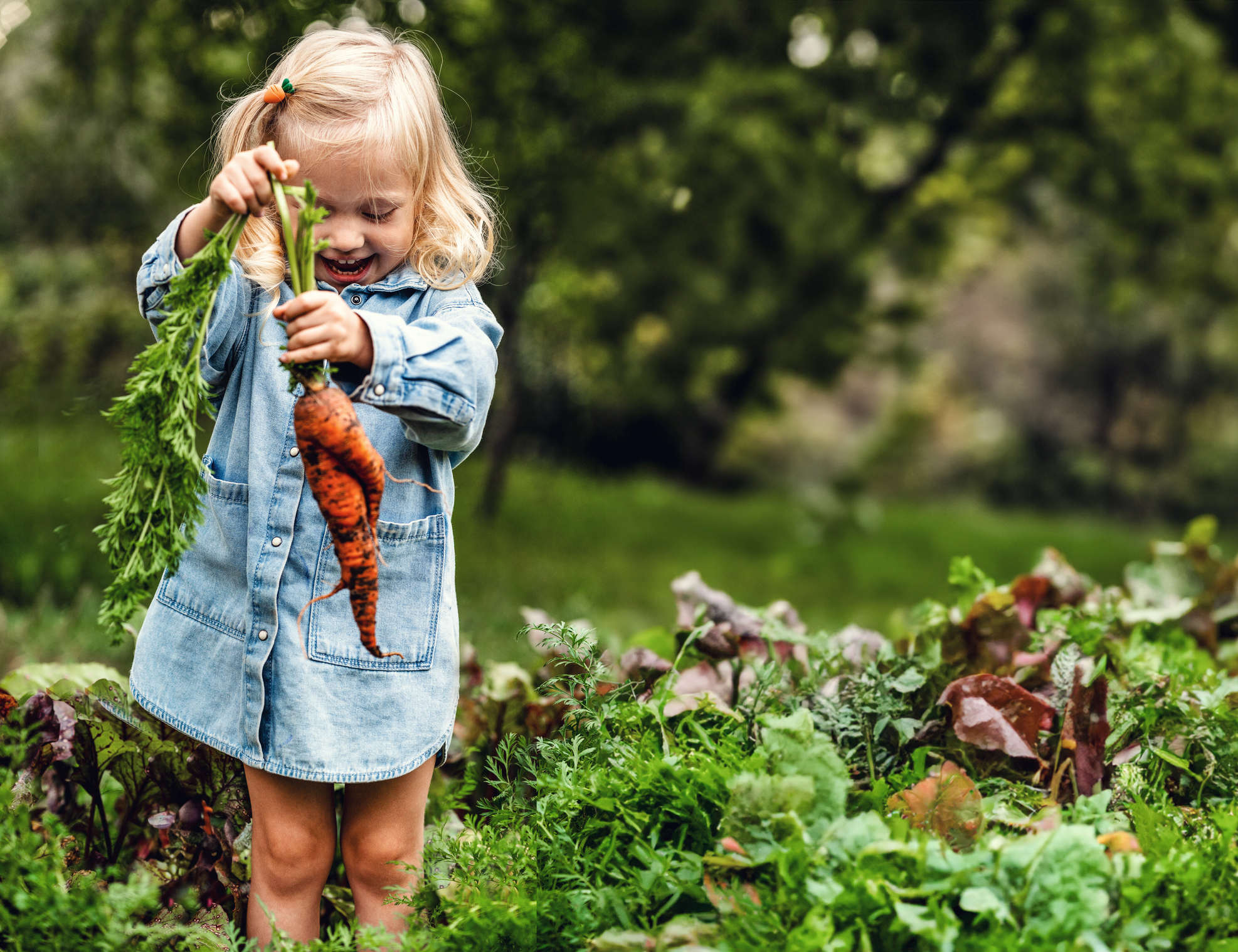 Primex Garden Center-Glenside-Pennsylvania Adorable toddler smiling blonde girl in blue outfits holding carrots in domestic garden
