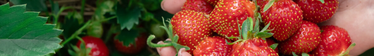 Primex-Garden-Center-Glenside-Pennsylvania-Handful-of-ripe-strawberries