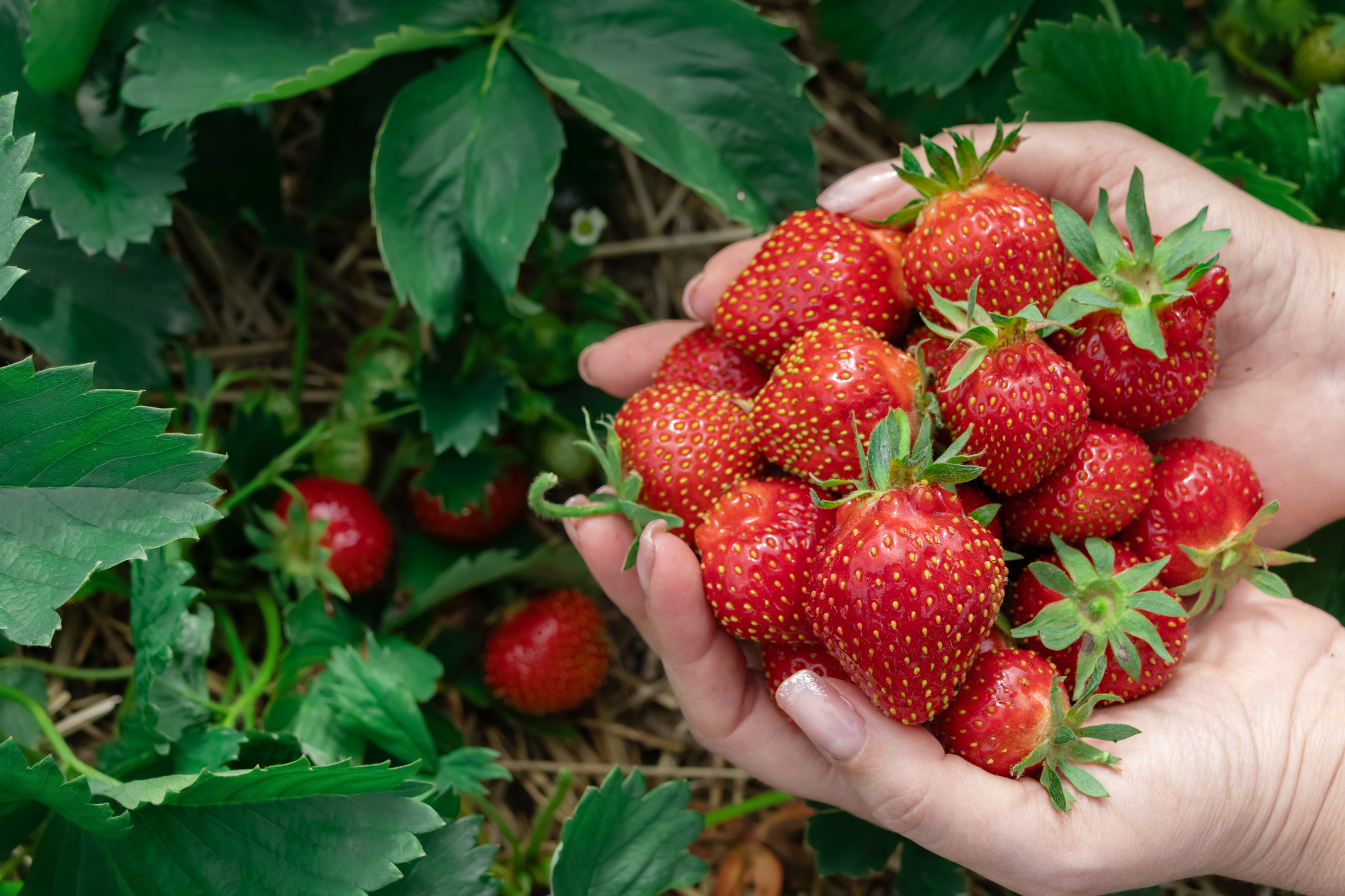 Growing Strawberries - Primex Garden Center