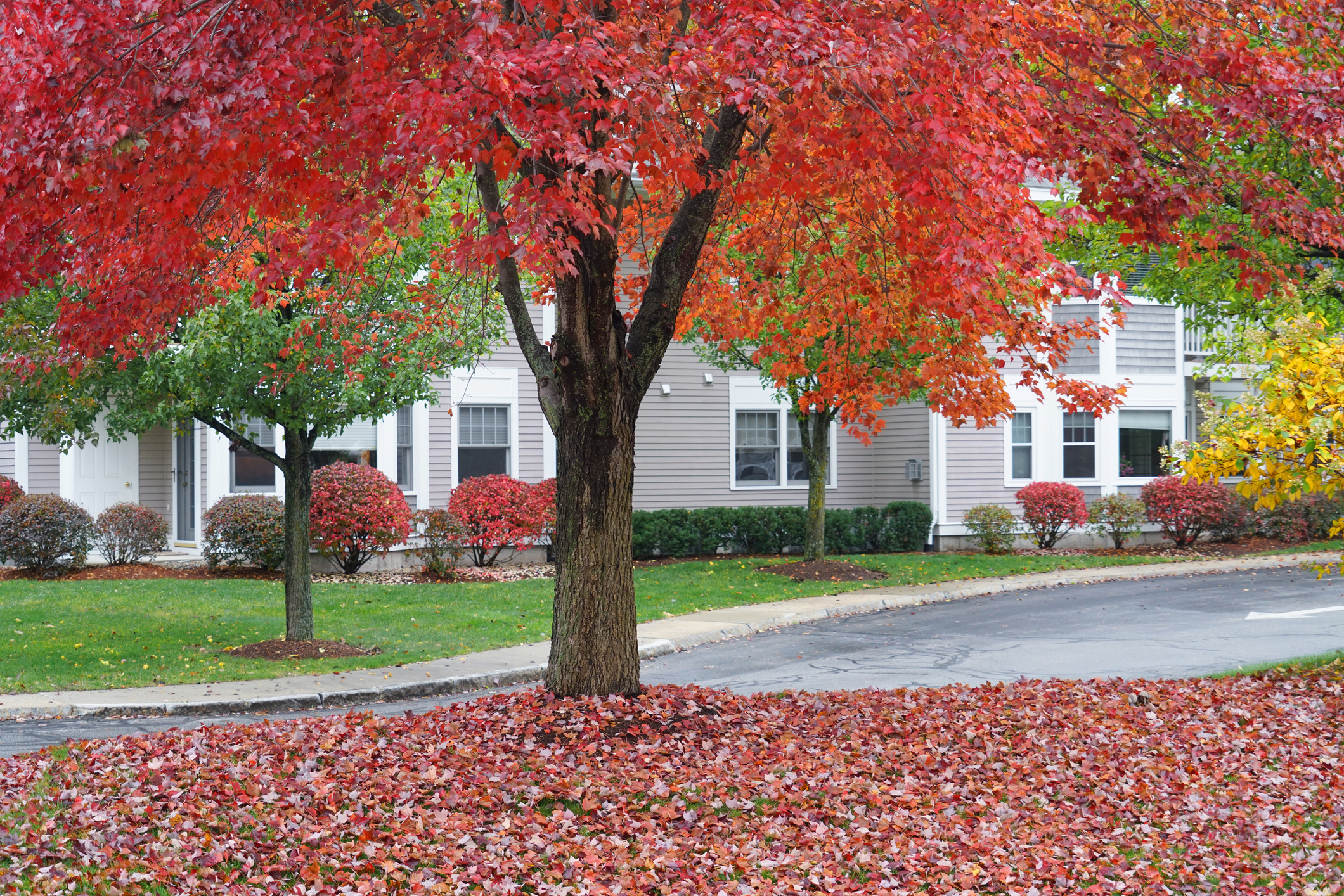 Primex-Garden-Center-Glenside-Pennsylvania-colorful-autumn-tree-in-residential-community