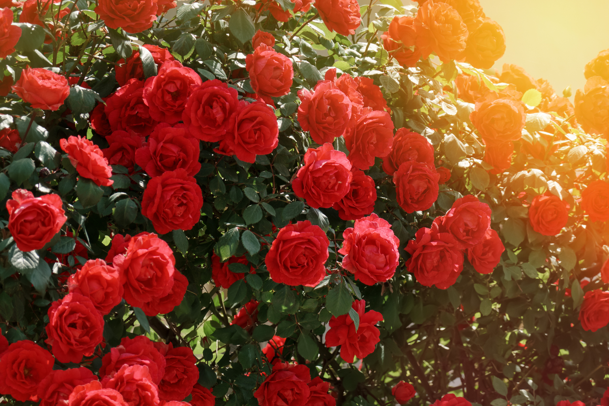 Primex-Garden-Center-Glenside-Pennsylvania-hedge-pergola-entwined-with-branches-of-red-rose-flowers