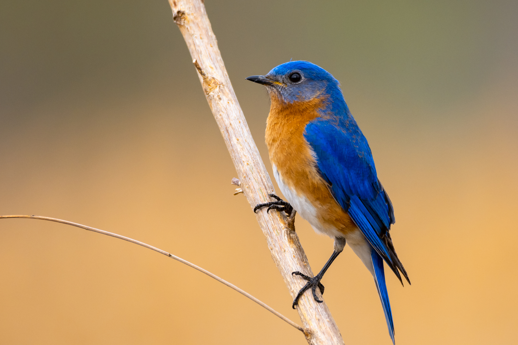 Primex-Garden-Center-Glenside-Pennsylvania-Eastern-Bluebird-on-a-stem