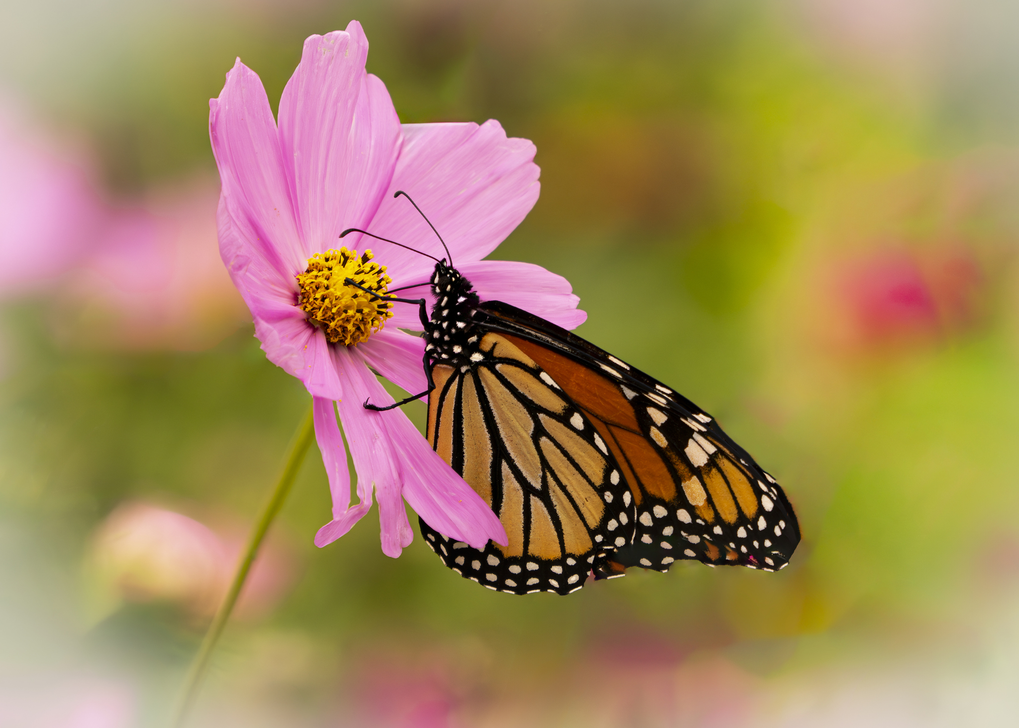 Primex-Garden-Center-Glenside-Pennsylvania-Monarch-Butterfly-on-a-pink-Cosmos-Bloom