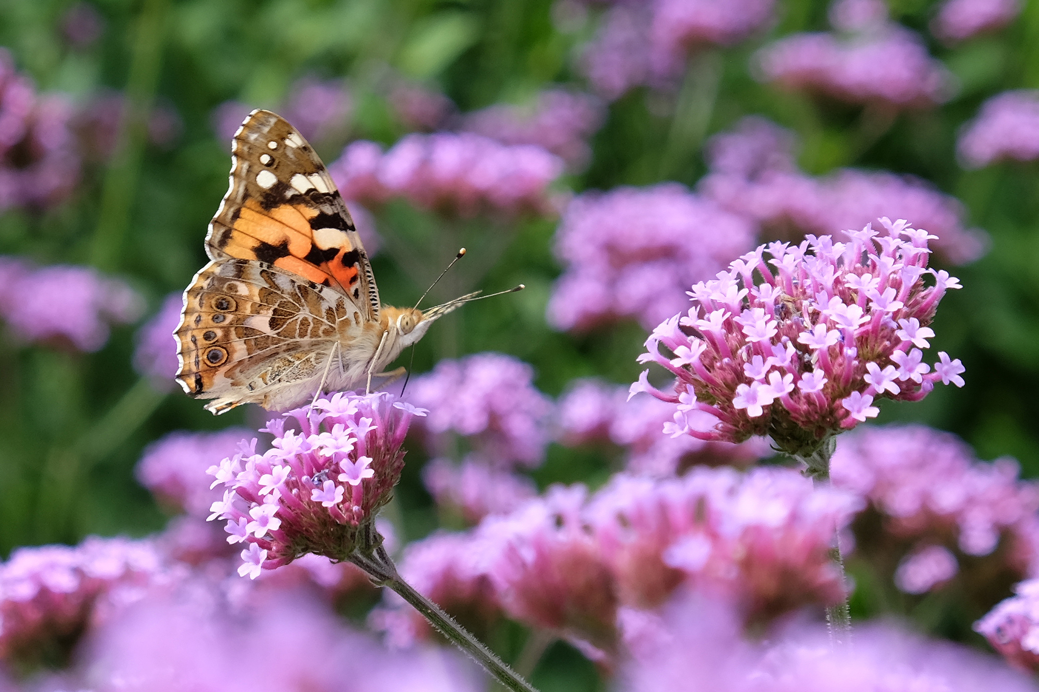 Primex-Garden-Center-Glenside-Pennsylvania-Painted-Lady-Butterfly-on-Purple-Verbena