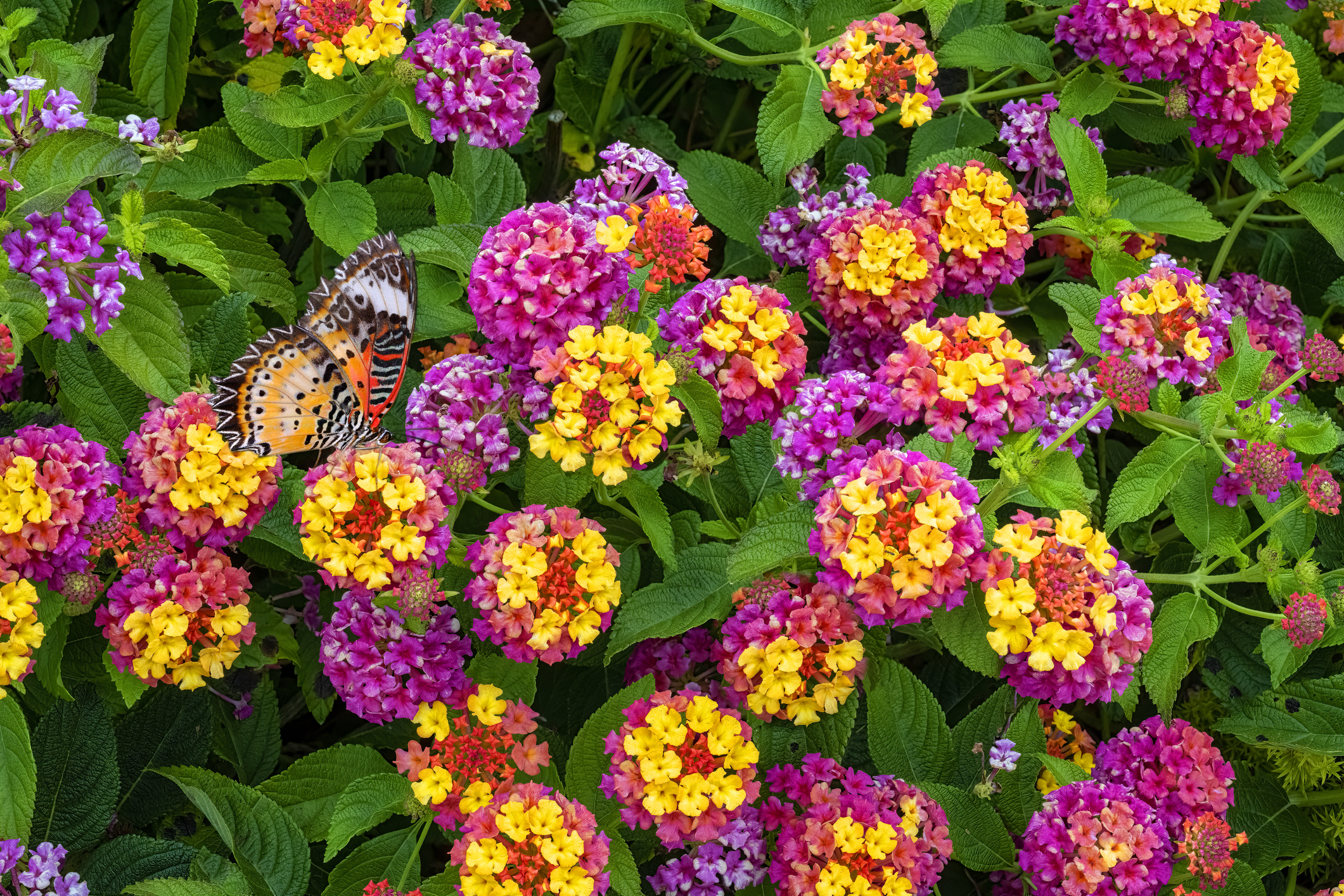 Primex-Garden-Center-Glenside-Pennsylvania-Pink-and-Yellow-Lantana-Camara-Flowers-with-Orange-Butterfly