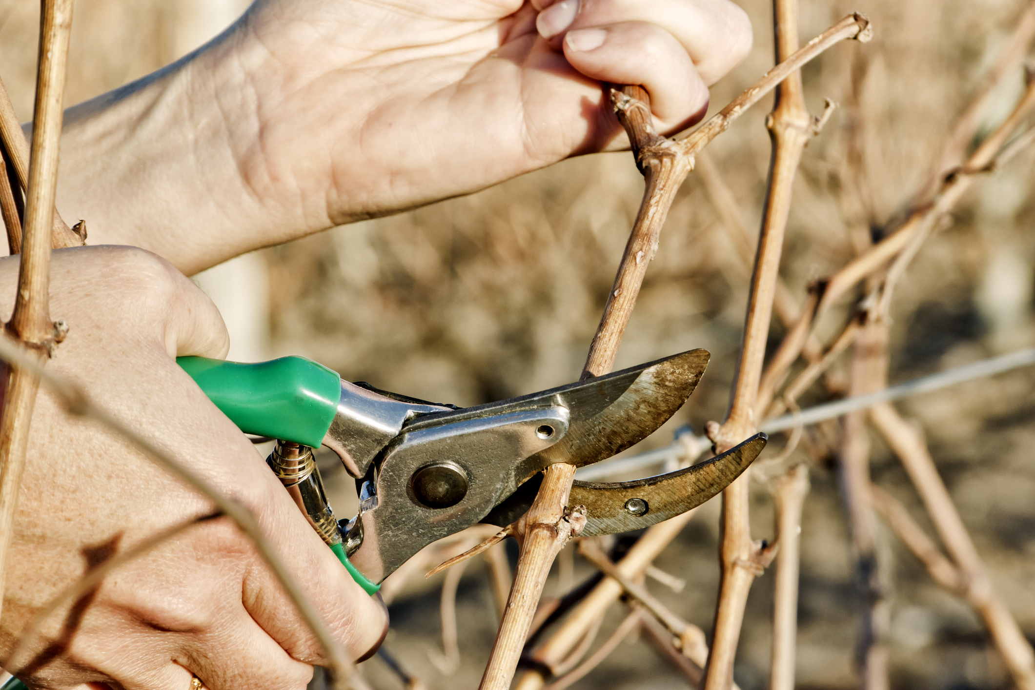 Primex-Garden-Center-Glenside-Pennsylvania-Pruning-of-vineyard-in-winter