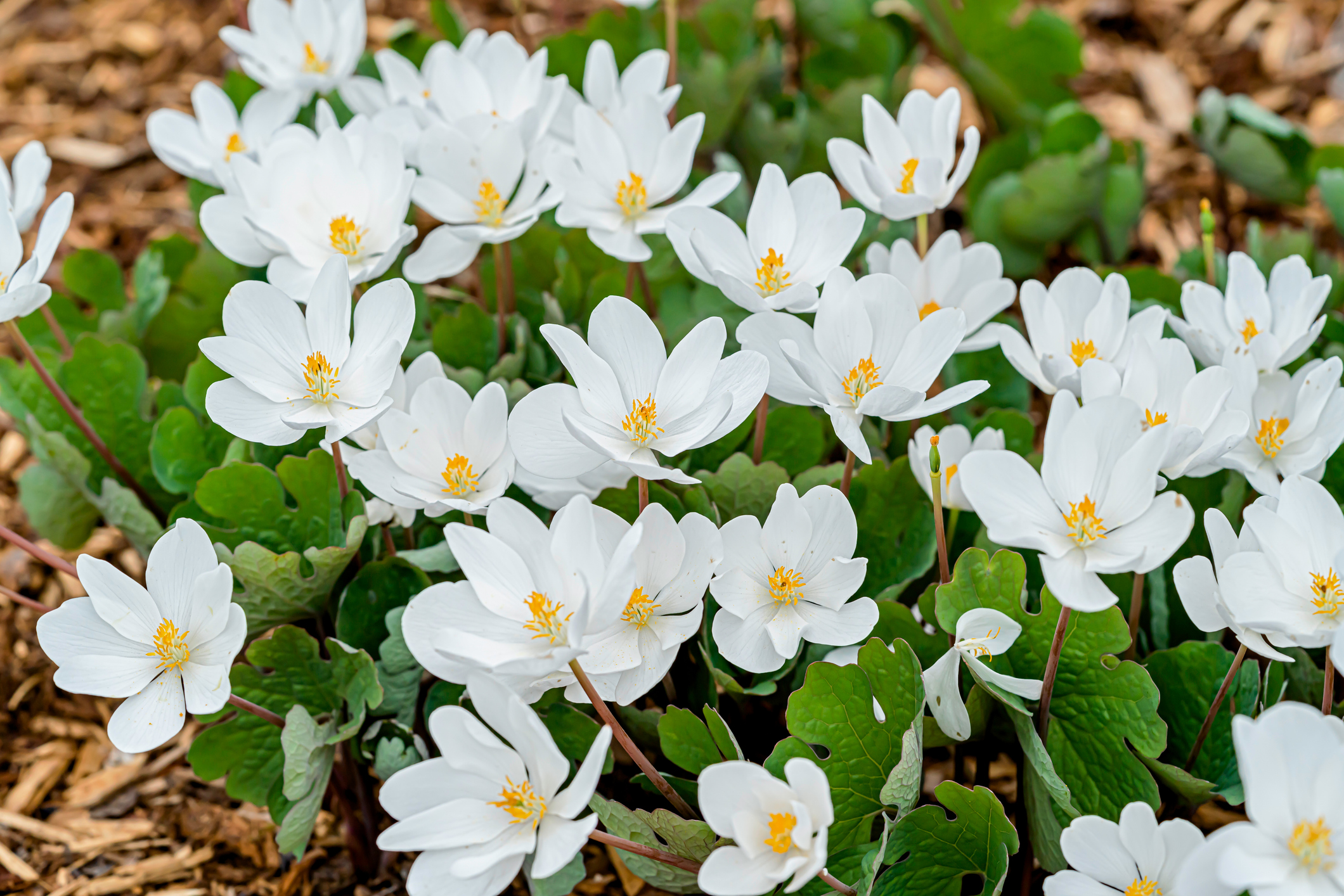 Primex-Garden-Center-Glenside-Pennsylvania-Sanguinaria-canadensis-flowering-in-garden