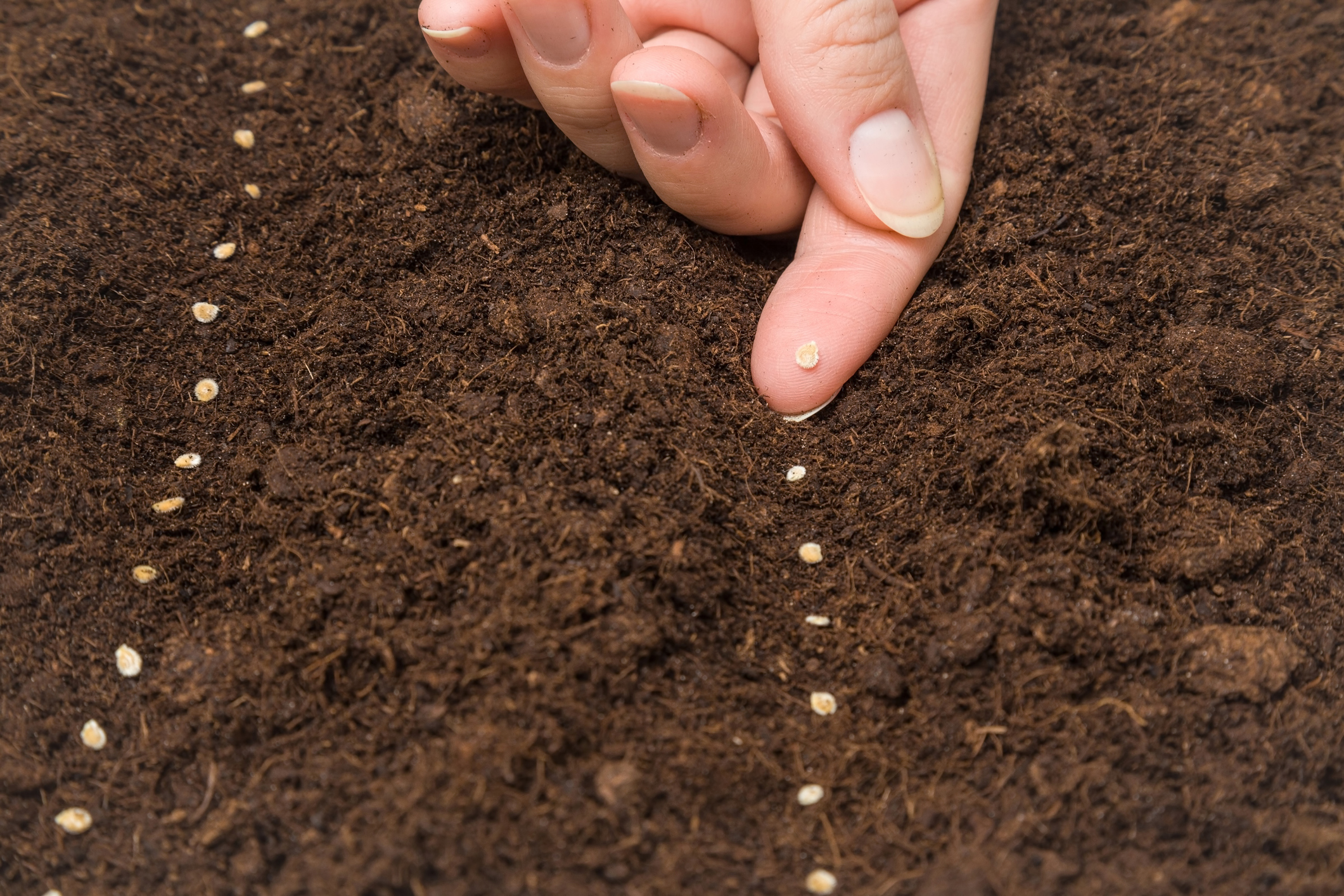 Primex-Garden-Center-Glenside-Pennsylvania-gardener-hand-seeding-seeds-in-the-ground