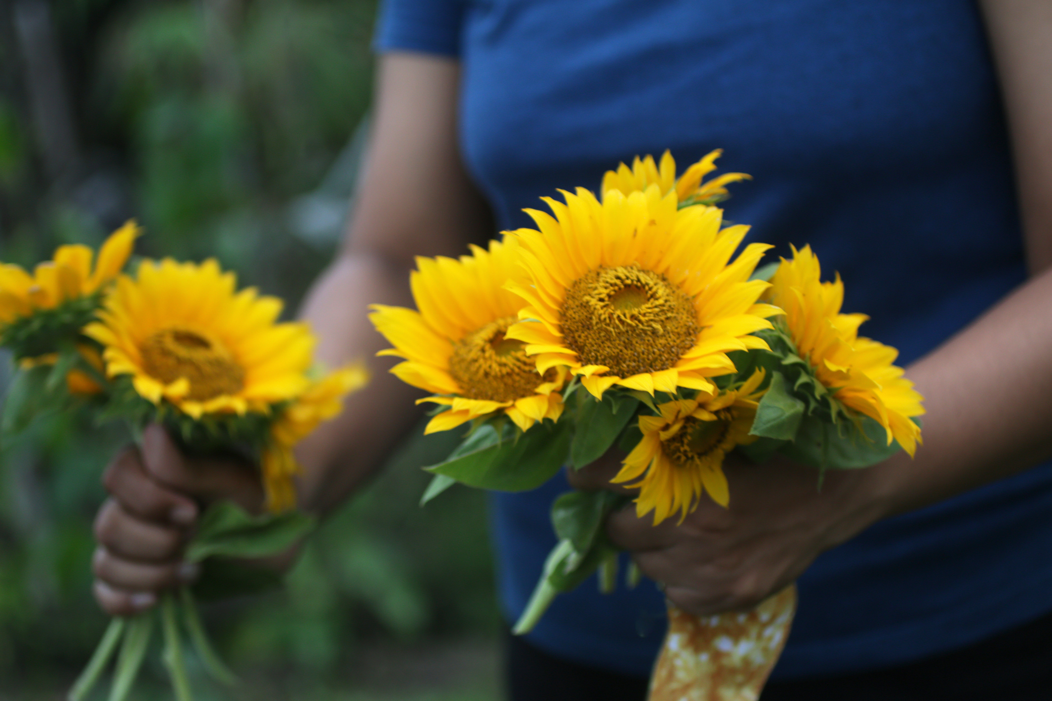 Primex-Garden-Center-Glenside-Pennsylvania-person-holding-bouquet-of-sunflowers