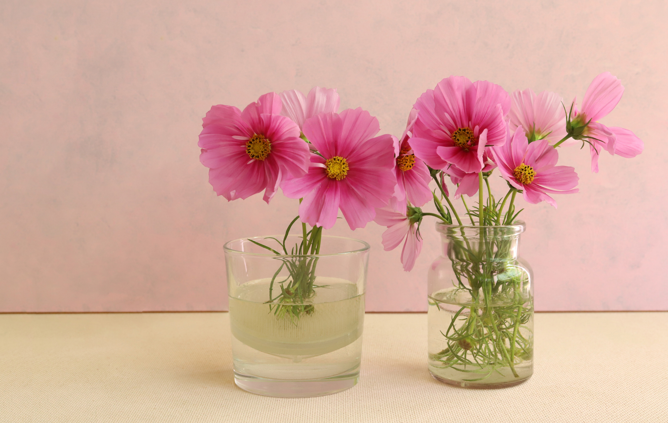 Primex-Garden-Center-Glenside-Pennsylvania-still-life-of-blooming-Cosmos-in-clear-vases