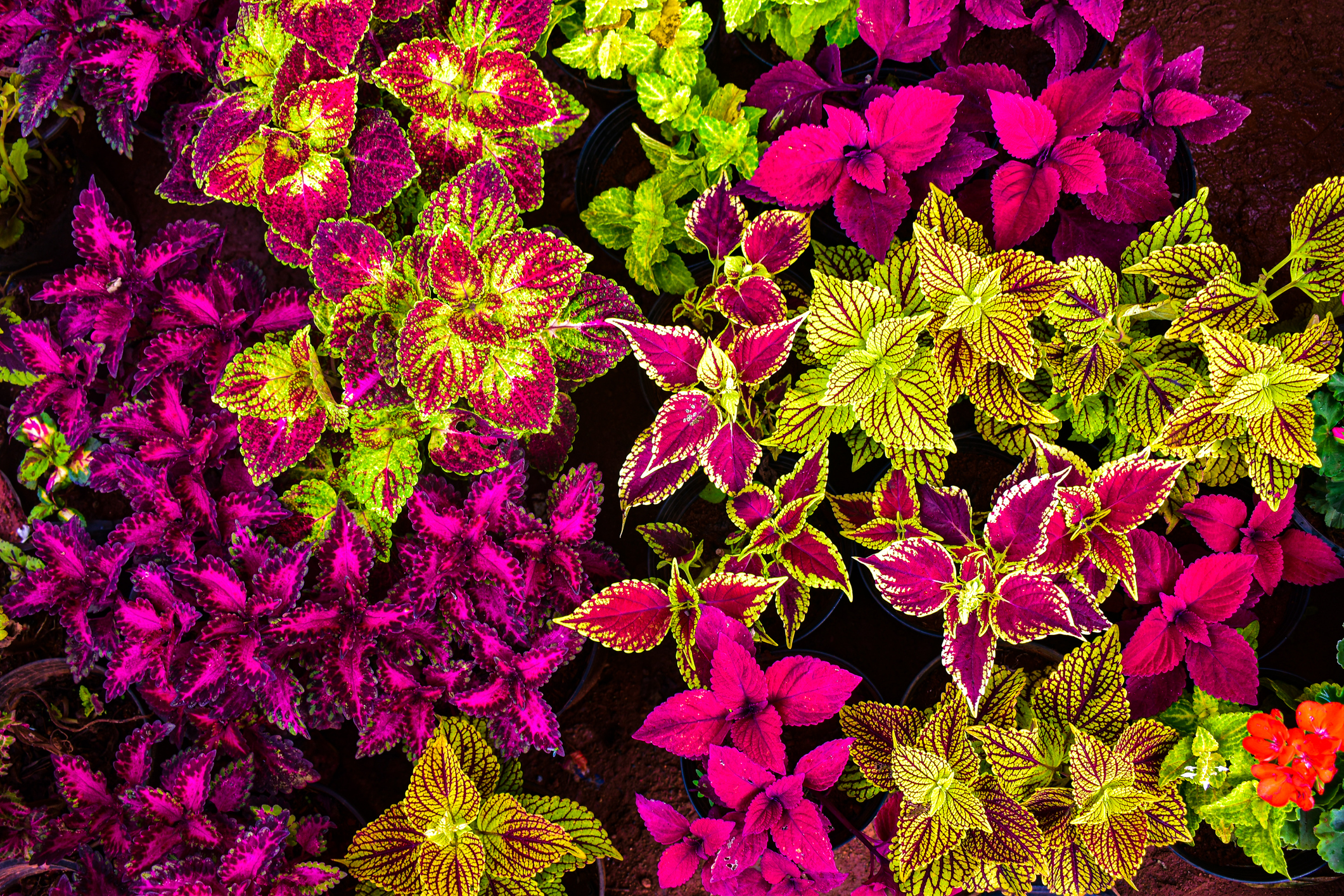 Primex-Garden-Center-Glenside-Pennsylvania-Colorful-picture-of-different-coleus-leaves