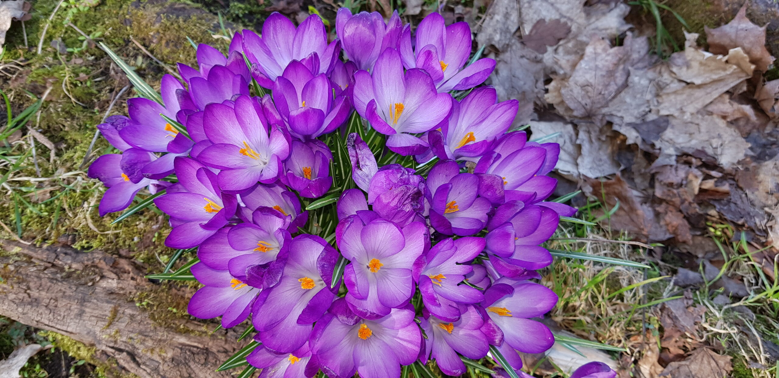 Primex-Garden-Center-Glenside-Pennsylvania-Crocus-flowers-in-springtime