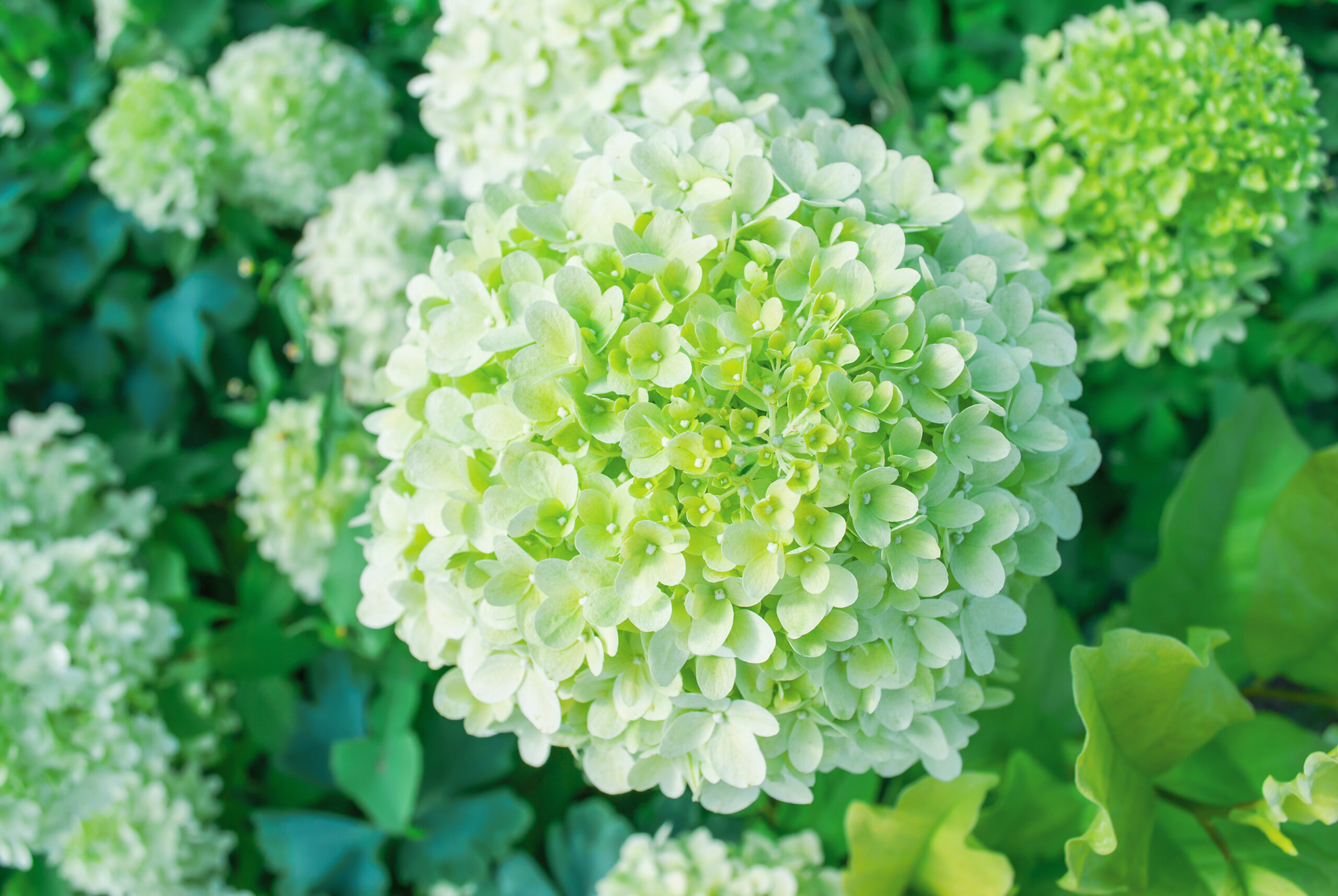 Primex-Garden-Center-Glenside-Pennsylvania-Hydrangea-Limelight-growing-in-summer-ornamental-garden