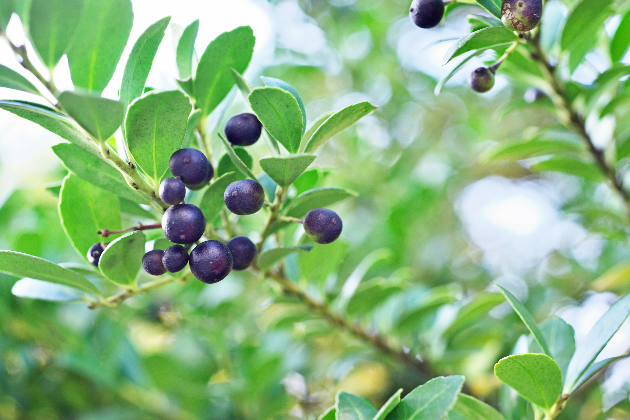Primex-Garden-Center-Glenside-Pennsylvania-Ilex-Crenata-Berries