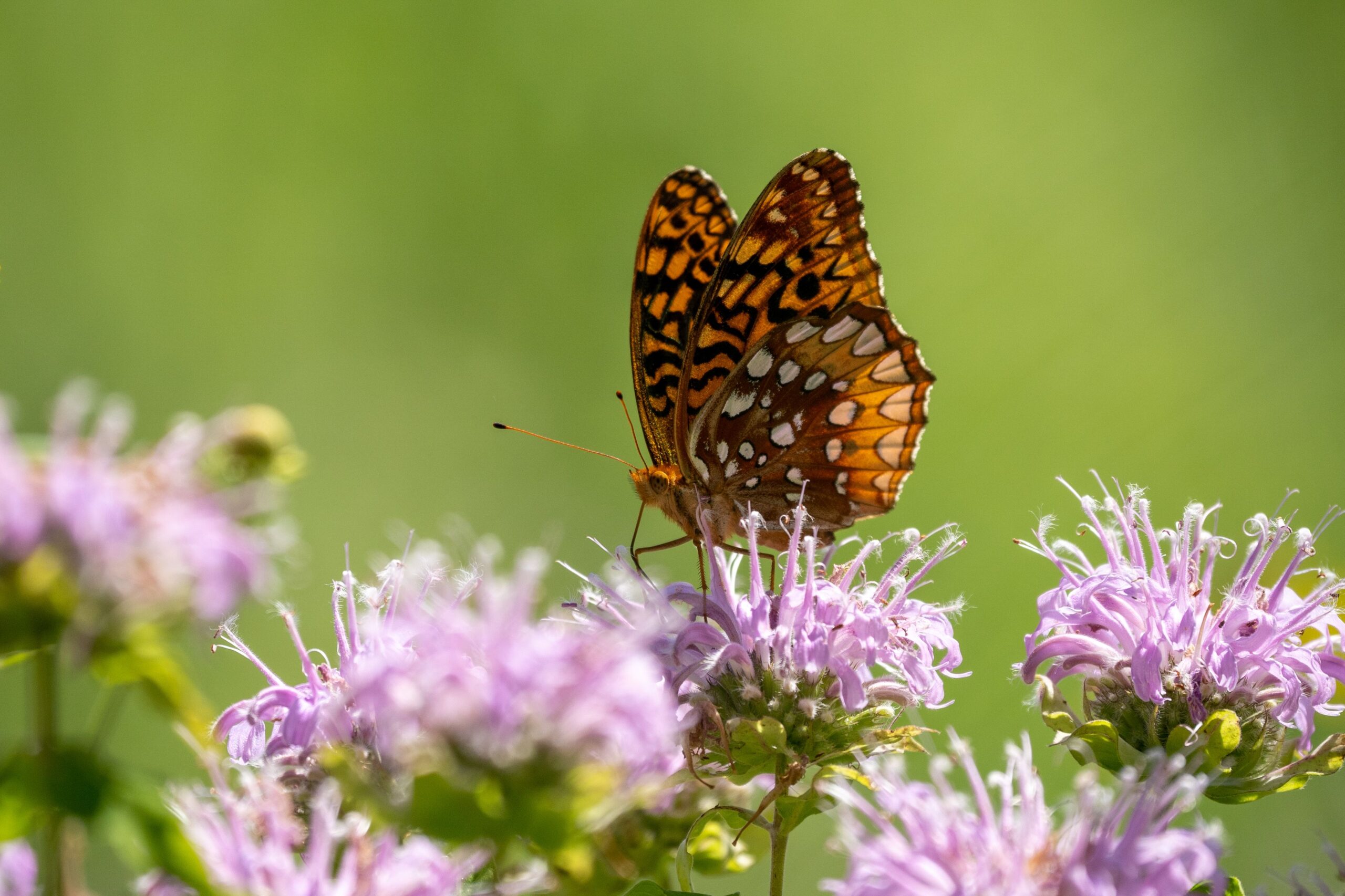 Primex-Garden-Center-Glenside-Pennsylvania-Macro-of-a-great-spangled-fritillary-butterfly-on-wild-bergamot-flowers