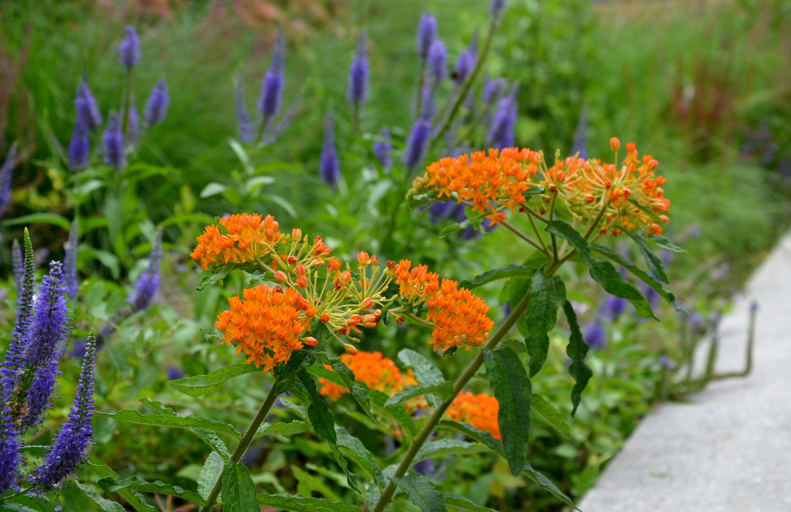 Primex-Garden-Center-Glenside-Pennsylvania-Purple-and-orange-flowers-in-bloom