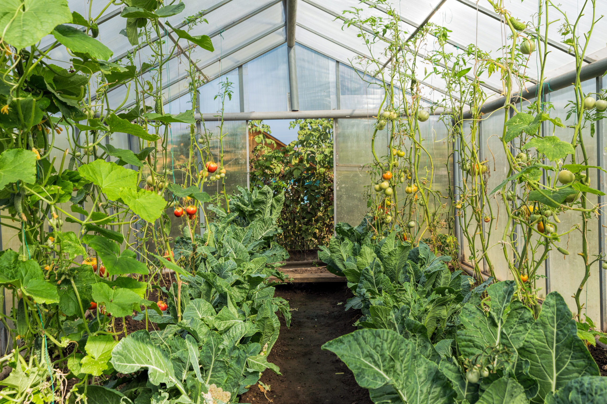 Primex-Garden-Center-Glenside-Pennsylvania-Rural-Greenhouse-with-Tomatoes-and-Cucumbers