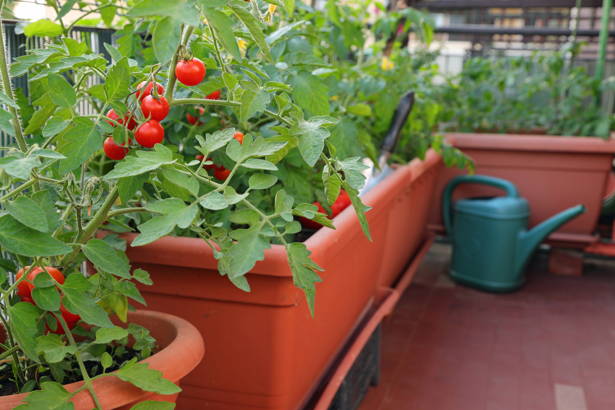 Primex-Garden-Center-Glenside-Pennsylvania-Tomatoes-in-flower-pots-on-a-terrace