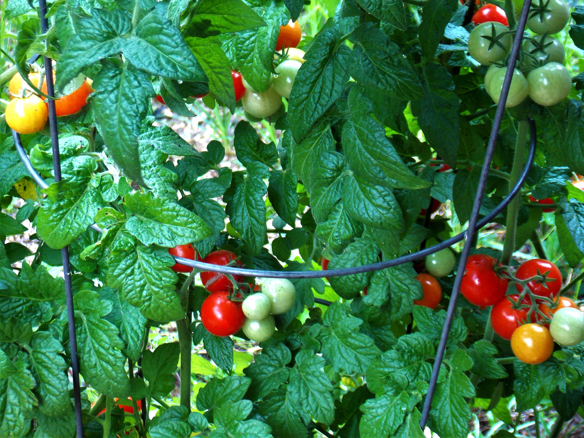 Primex-Garden-Center-Glenside-Pennsylvania-Tomatoes-in-flower-pots-on-a-terrace