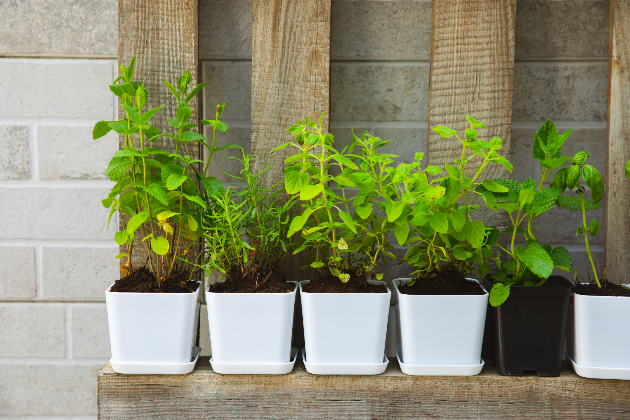 Primex-Garden-Center-Glenside-Pennsylvania-fresh-garden-herbs-in-pots