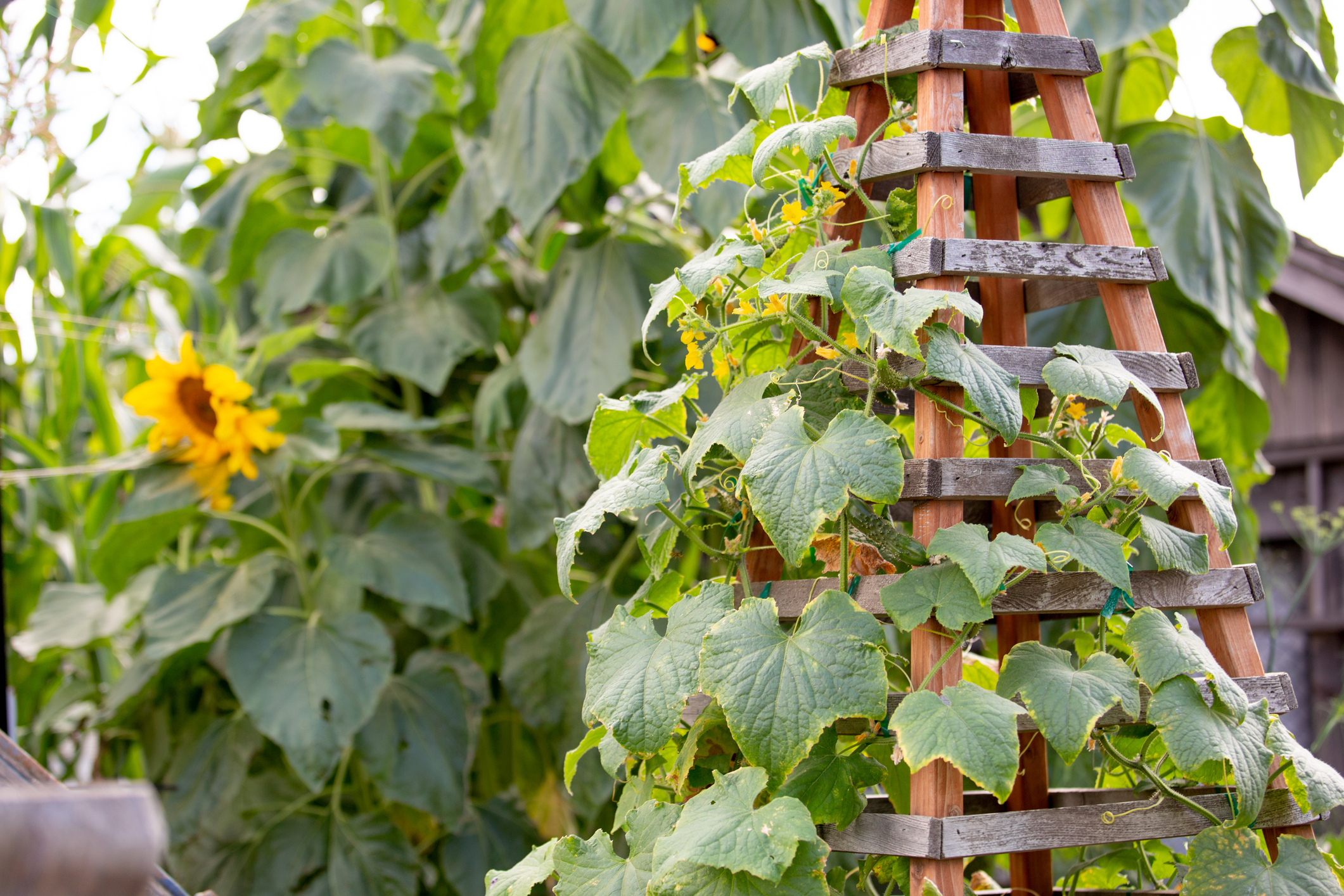 Primex-Garden-Center-Glenside-Pennsylvania-sunflowers-trellis-and-climbing-ivy