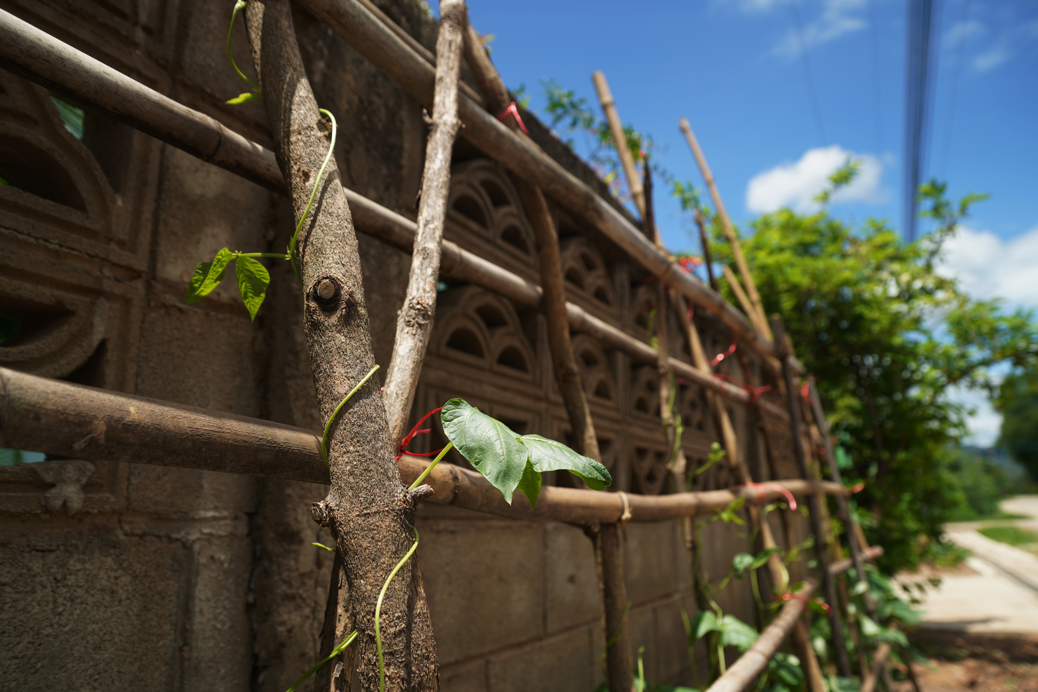 Primex-Garden-Center-Glenside-Pennsylvania-vegetable-trellis-against-fence