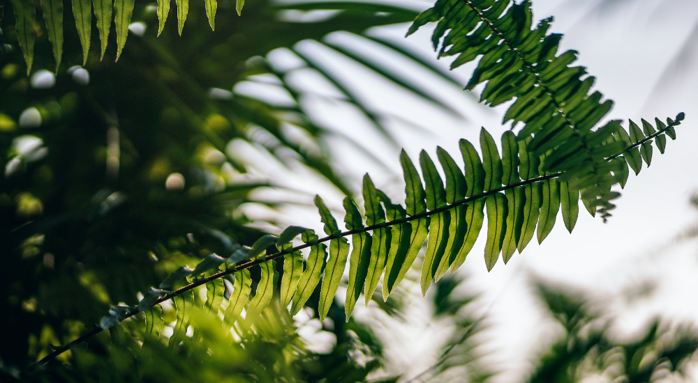 Primex Garden Center-Pennsylvania-Glenside-Cutting back ferns- fern fronds