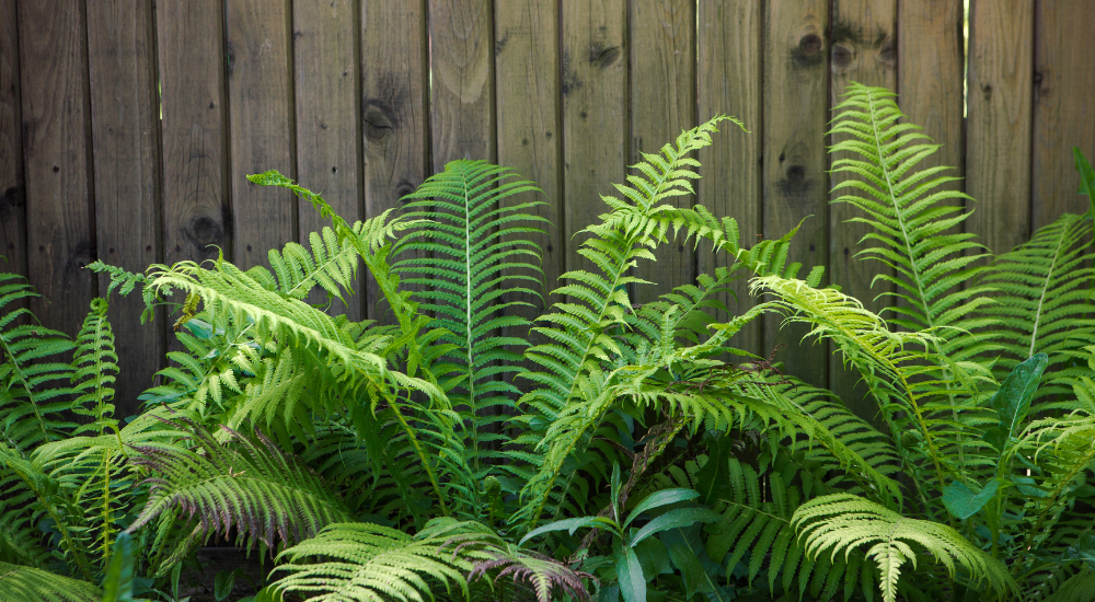 Primex Garden Center-Pennsylvania-Glenside-Cutting back ferns-ferns in front of fence