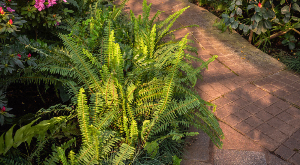 Primex Garden Center-Pennsylvania-Glenside-Cutting back ferns-plants along walkway