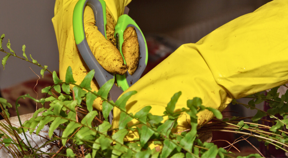 Primex Garden Center-Pennsylvania-Glenside-Cutting back ferns