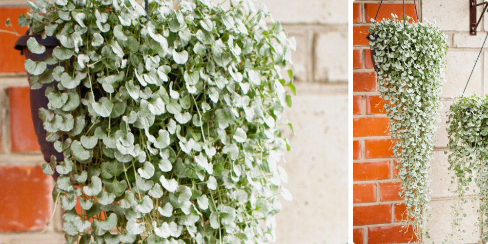 Primex Garden Center-Pennsylvania-Glenside-Trailing Creeping Jenny Plants