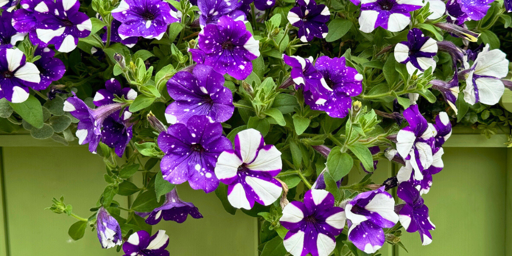 Primex Garden Center-Pennsylvania-Glenside-Trailing Petunia Plants