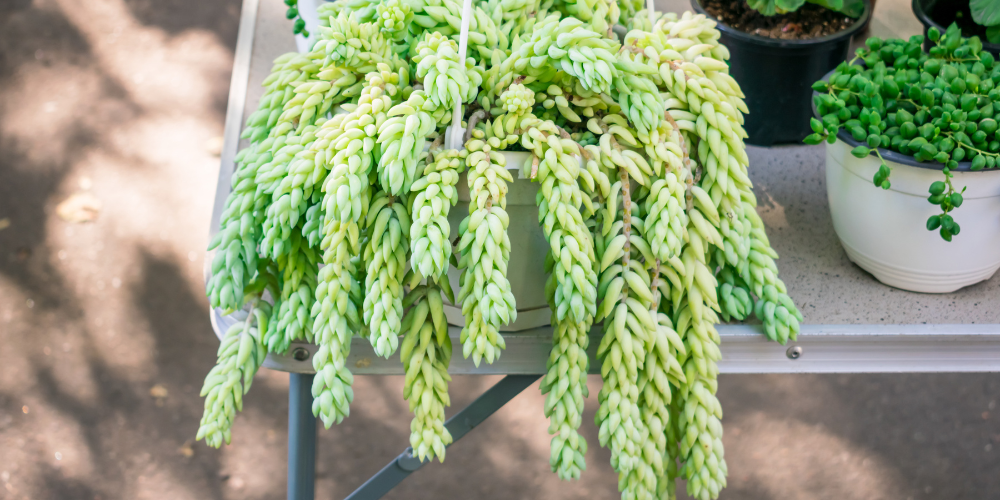 Primex Garden Center-Pennsylvania-Glenside-Trailing Sedum Plants