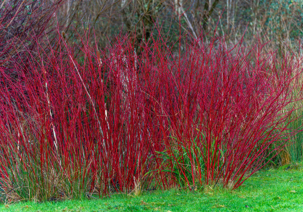 Primex Garden Center-Pennsylvania-Glenside-dogwood twigs