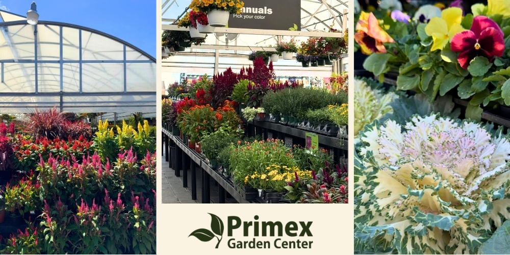 Primex Garden Center-Pennsylvania-Glenside-fall annual flowers- autumn assorted flowers for sale