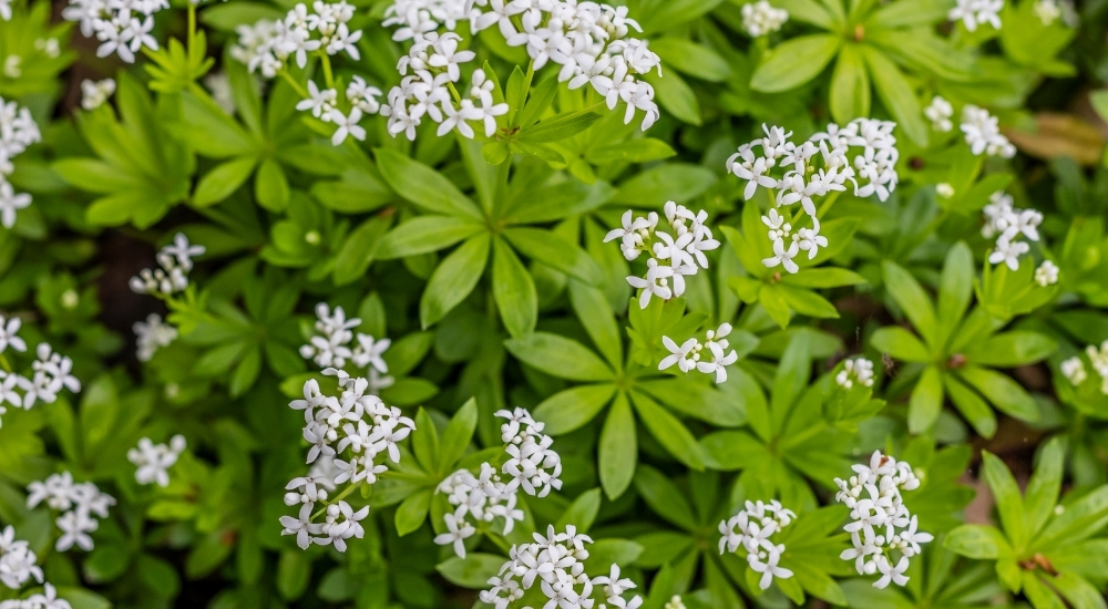 Primex Garden Center-Glenside-Pennsylvania-Shade Plants-Sweet Woodruff
