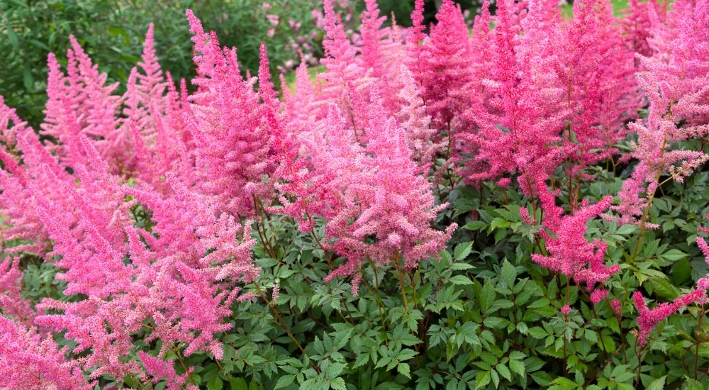 Primex Garden Center-Glenside-Pennsylvania-Shade Plants-astilbe