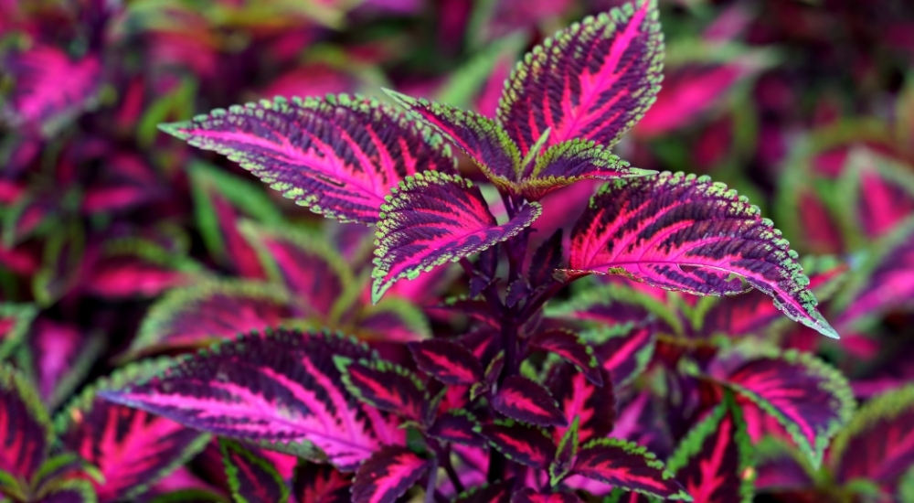 Primex Garden Center-Glenside-Pennsylvania-Shade Plants-coleus