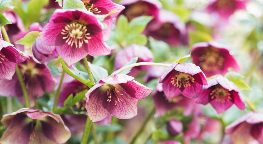 Primex Garden Center-Glenside-Pennsylvania-Shade Plants-helleborus