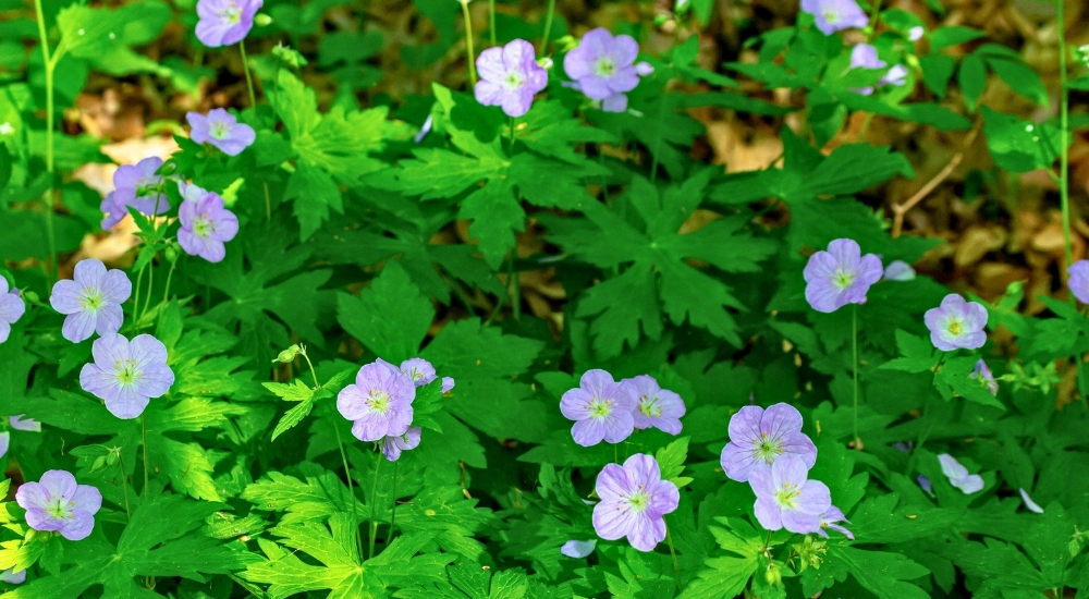 Primex Garden Center-Glenside-Pennsylvania-Shade Plants-wild geranium